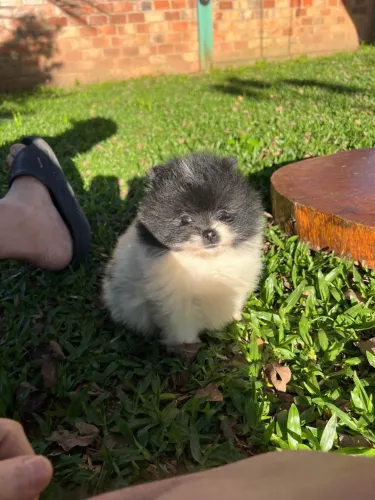 Spitz Alemão machinhos ?