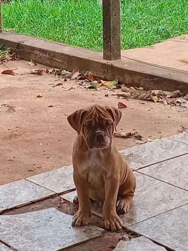 Bulldog campeiro machos