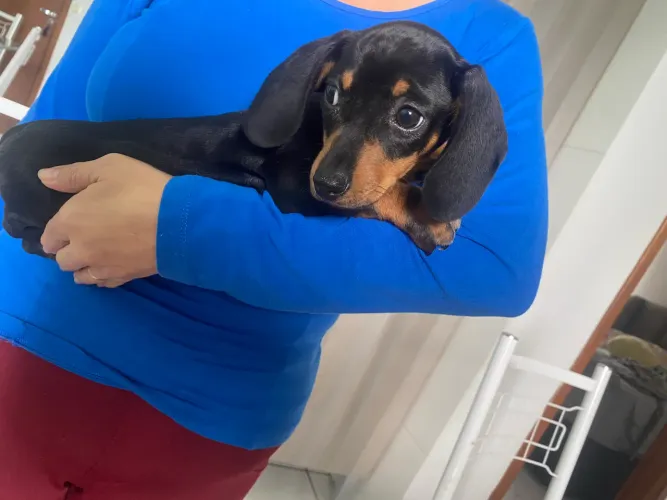 Cofap macho 