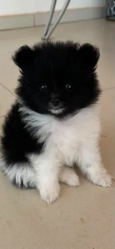 Spitz alemão