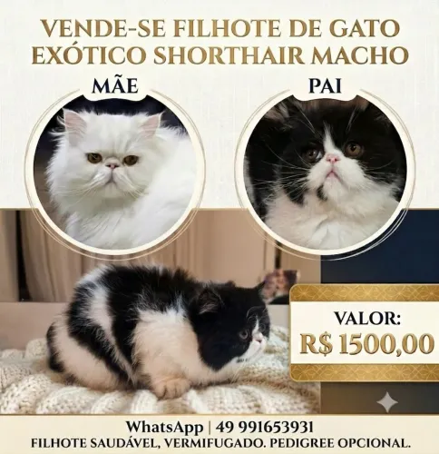 Gato Exotic Shorthair (Persa pelo curto)