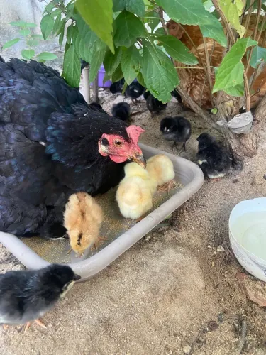 Vendo duas galinhas caipira com 34 pintinhos 