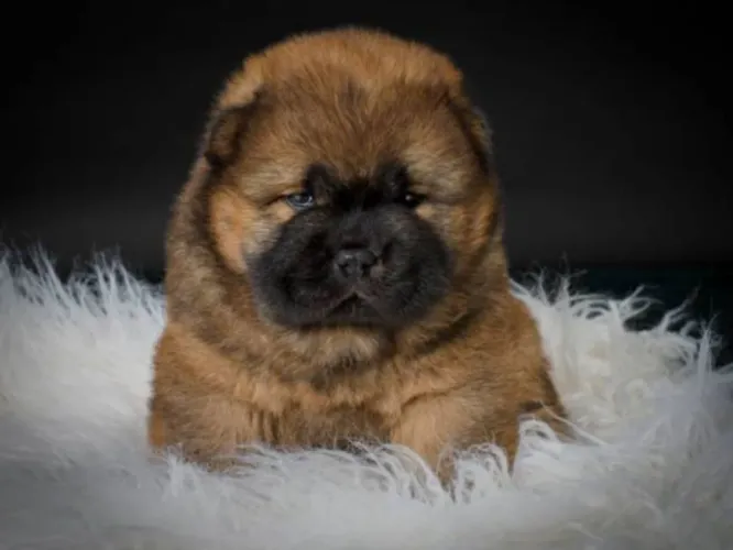 Lindos Filhotes de Chow Chow - O Famoso Leãozinho de Língua Azul