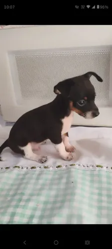 Pinscher macho número 1