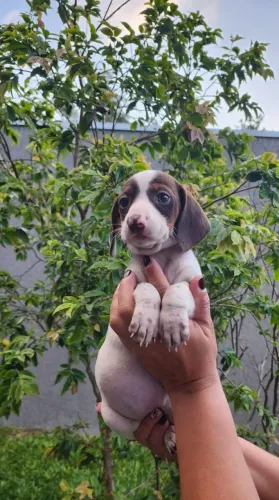 Basset - Arlequim /Piebal/Preto Disponíveis!! 