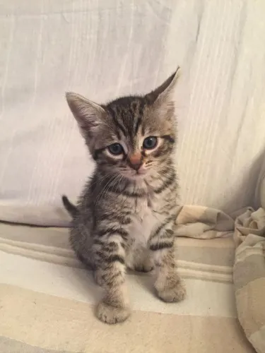 Gato rajadinho MACHO