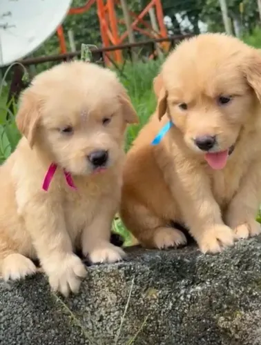 Golden retriever reinador 