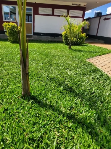 Grama Batatais cuiabana