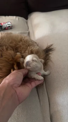 Vende-se filhote de Shih tzu 