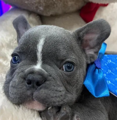 Buldogue frances