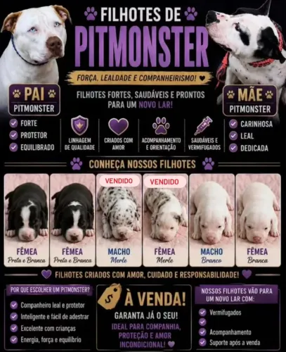Vendo PitMonster.