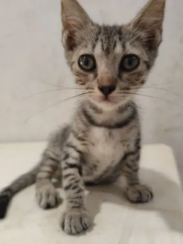 Gata fêmea filhote 