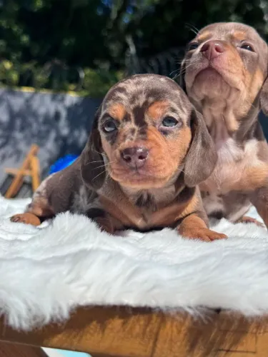 Teckel Linguicinha lindo 