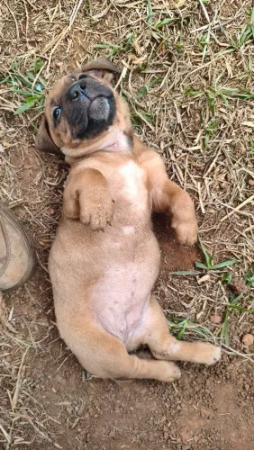 Cachorrinhos Filhotes Para Doação