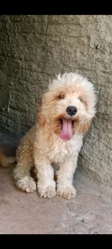 POODLE MACHO COM 7 MESES 