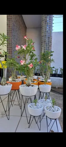 Rosa do deserto enxertada com mais de anos. Planta com genética premium e de colecionador