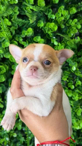 Chihuahua. Filhotes pequenos, inteligentes e cheio de energia! Garanta já o seu!