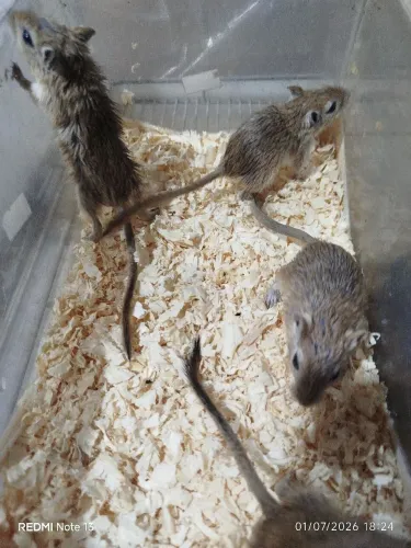 Gerbil 