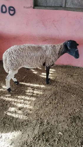 Ovelhas e Carneiros