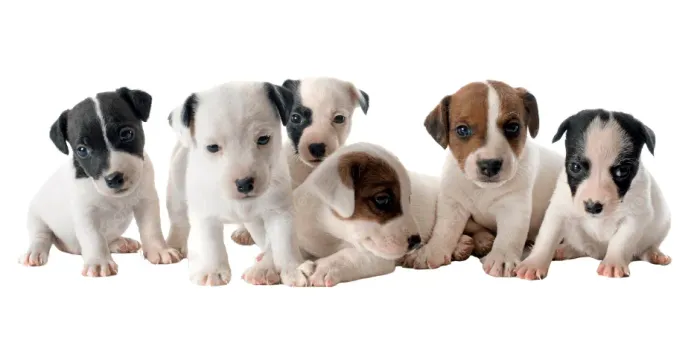 pinscher x chihuahua pequenos e lindos 