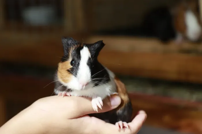 Porquinhos da índia filhotes