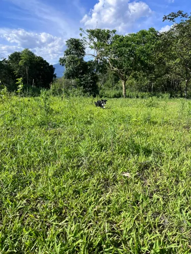 ? Oportunidade! Terreno Plano de 250 m² em Piabetá - Aceito Carro na Troca!