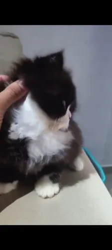 Gato persa filhote