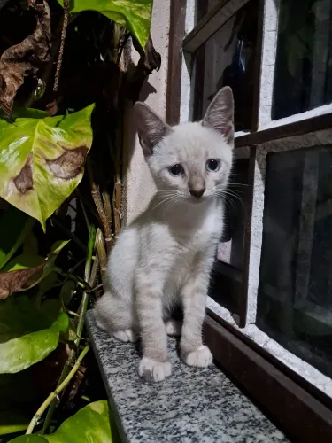 Doação responsável de gato