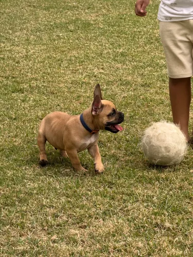 Filhote  buldogue francês 
