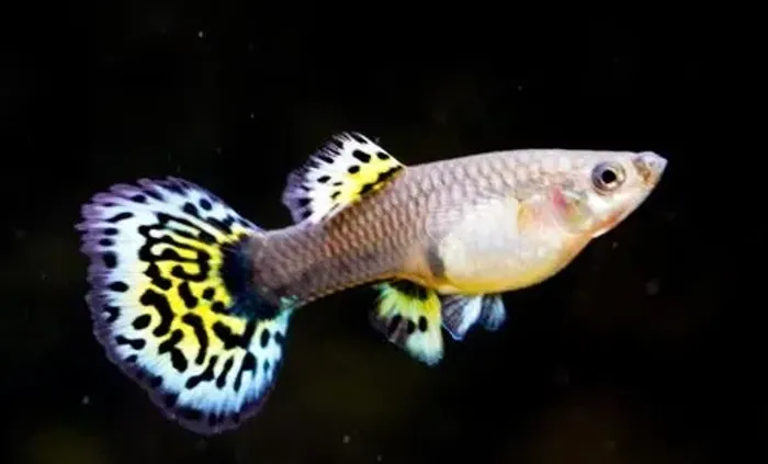 Guppy leopardo 