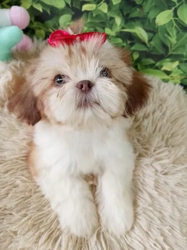 Shihtzu linda 