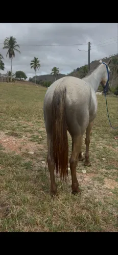 Égua quarto de milha pura, 5 anos pronta de esteira, filha de animais registrados.