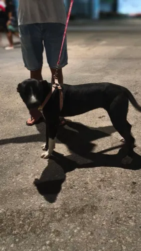 Pit Bull Fêmea 6 meses 
