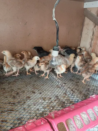 Pintinhos Embrapa Rhodia e mutuca caipira 