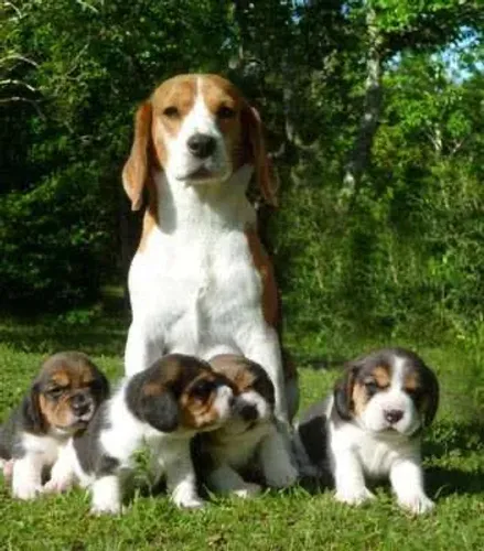 Beagle tricolor 13 polegadas pedigree microchip 