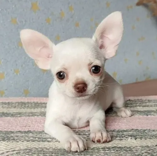 Chihuahua pelo Curto Filhotes Fofos na Cor Branco
