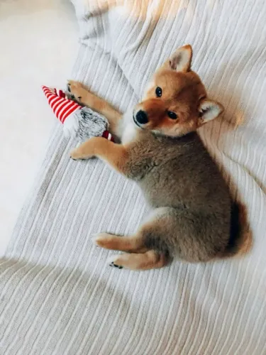 Shiba Inu - Beleza que encanta 