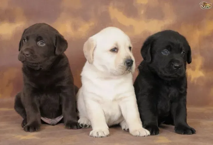 Labrador filhotes divertido chama no wats do anuncio