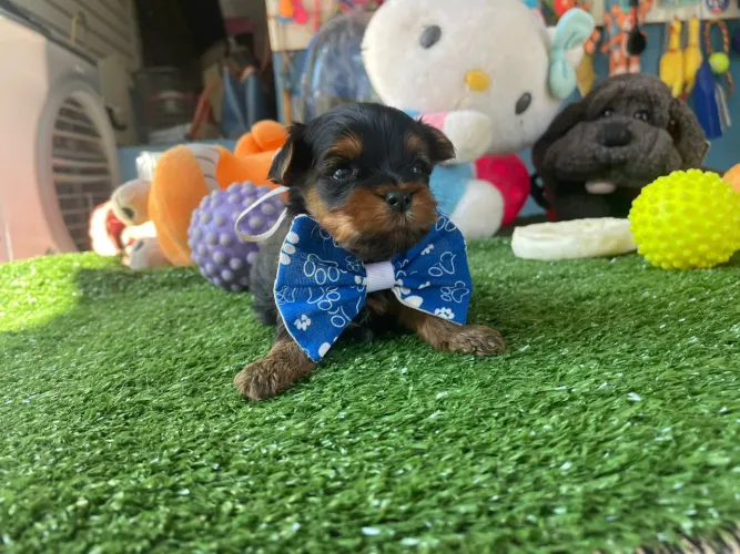 Yorkterrier machinho filhote de gravata azul 