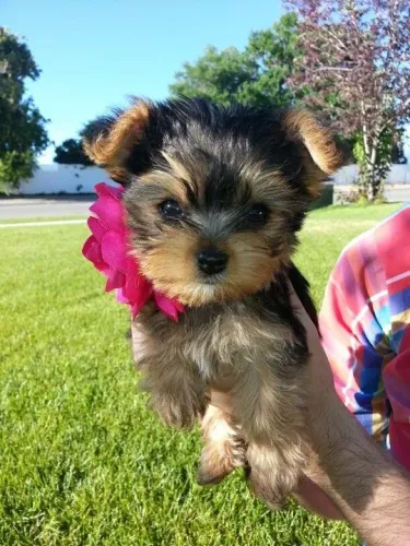 Yorkshire Terrier Filhote em meio al jardim e com rosas