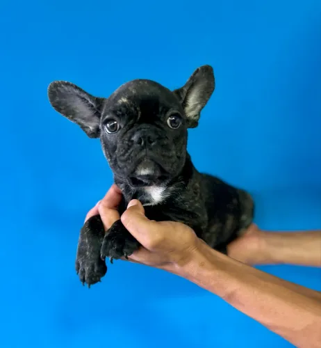 Bulldog francês fêmea 