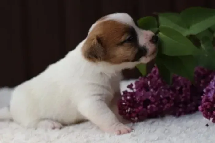 Lindos Filhotes de Jack Russell, Disponíveis para um Novo Lar