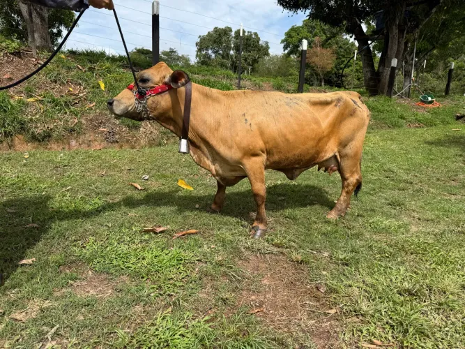 Mini vaca leiteira e Boi mini 