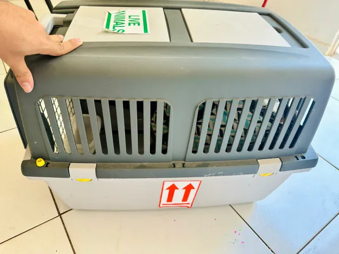 Caixa de transporte de animais