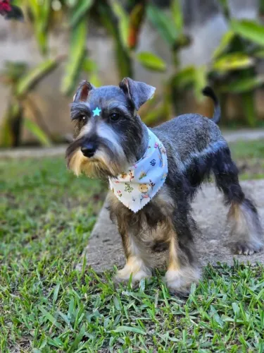 Schnauzer Miniatura | Envios para todo Brasil e Exterior