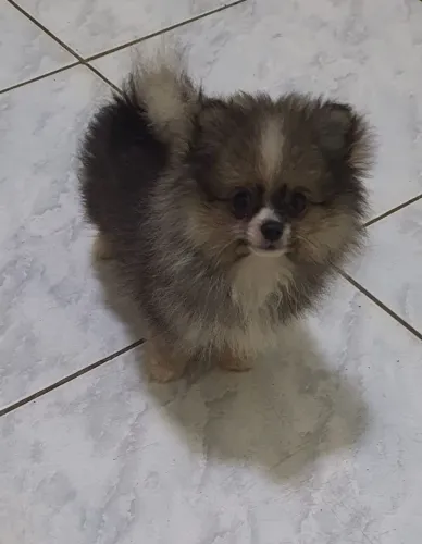 Lulu da Pomerânia anão