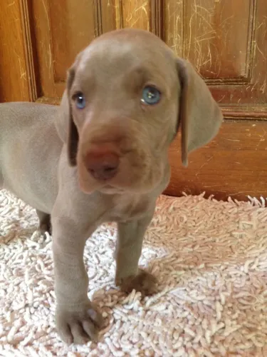 O Weimaraner é um cão de porte médio a grande - Confira 