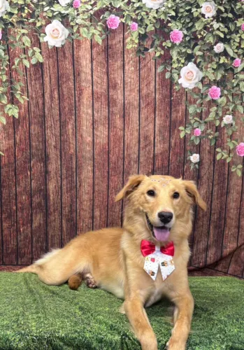 Doa-se linda cachorra