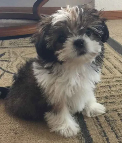 Filhote shih tzu, A amizade verdadeira começa com quatro patas!
