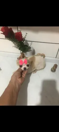 Filhote de chihuahua fêmea 